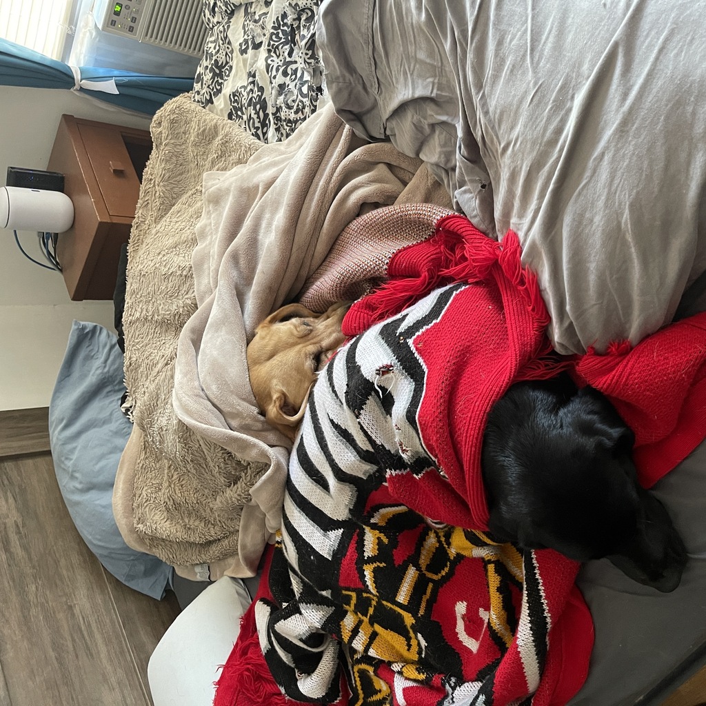 Black labrador and yellow labrador dogs sleeping on bed with blankets over them